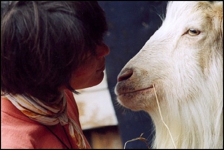 Child and goat communicating face to face